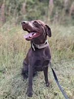 Leia’s first litter, a  Labrador Retriever for sale in Lehigh Acres, FL – 5 of 5