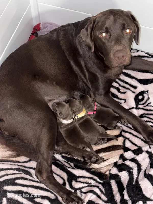 Leia’s first litter – Labrador Retriever puppy for sale in Lehigh Acres, FL