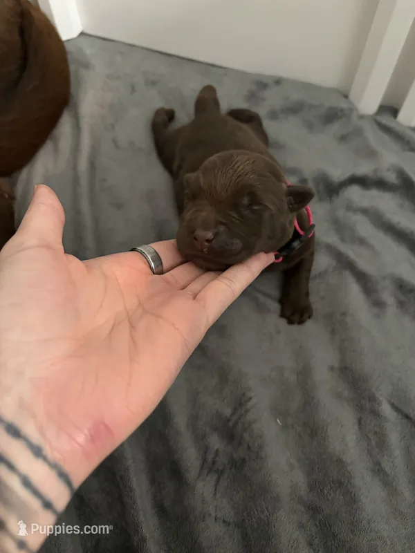 Pink – Labrador Retriever puppy for sale in Lehigh Acres, FL