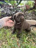 Grey, a male Labrador Retriever for sale in Lehigh Acres, FL – 1 of 5