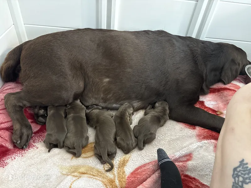 Leia’s first litter – Labrador Retriever puppy for sale in Lehigh Acres, FL