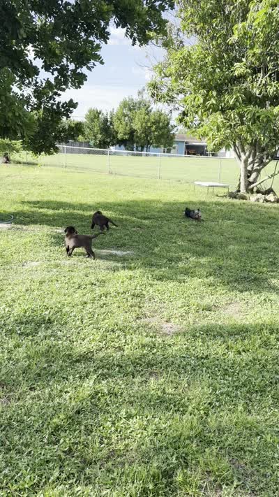 Blue, a male Labrador Retriever for sale in Lehigh Acres, FL – 3 of 6