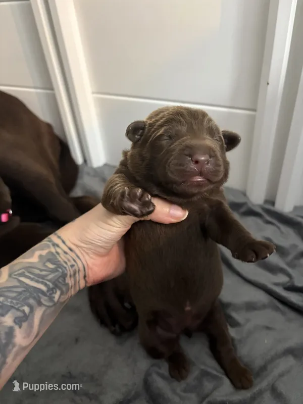 White – Labrador Retriever puppy for sale in Lehigh Acres, FL