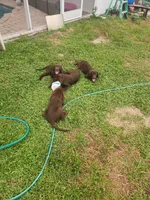 Grey, a male Labrador Retriever for sale in Lehigh Acres, FL – 2 of 5