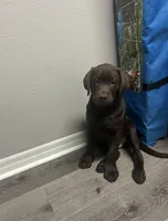 Grey, a male Labrador Retriever for sale in Lehigh Acres, FL – 3 of 5
