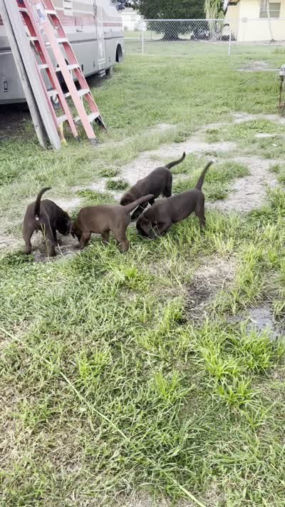 Blue, a male Labrador Retriever for sale in Lehigh Acres, FL – 5 of 6
