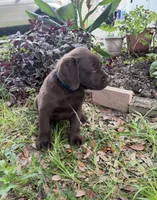 Blue, a male Labrador Retriever for sale in Lehigh Acres, FL – 1 of 6
