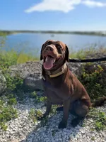 Leia’s first litter, a  Labrador Retriever for sale in Lehigh Acres, FL – 4 of 5