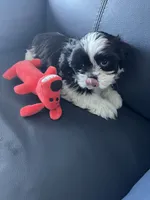 Tutu, a female Shih Tzu for sale in Port Richey, FL – 9 of 9