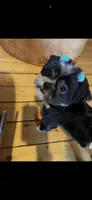 Missy, a female Shih Tzu for sale in Port Richey, FL – 7 of 8
