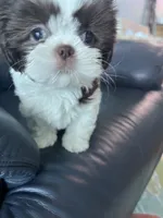 Missy, a female Shih Tzu for sale in Port Richey, FL – 2 of 8