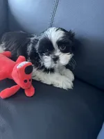 Tutu, a female Shih Tzu for sale in Port Richey, FL – 6 of 9