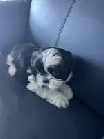 Tutu, a female Shih Tzu for sale in Port Richey, FL – 8 of 9