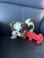 Missy, a female Shih Tzu for sale in Port Richey, FL – 3 of 8
