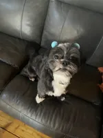 Tutu, a female Shih Tzu for sale in Port Richey, FL – 2 of 9