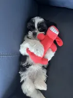 Missy, a female Shih Tzu for sale in Port Richey, FL – 6 of 8