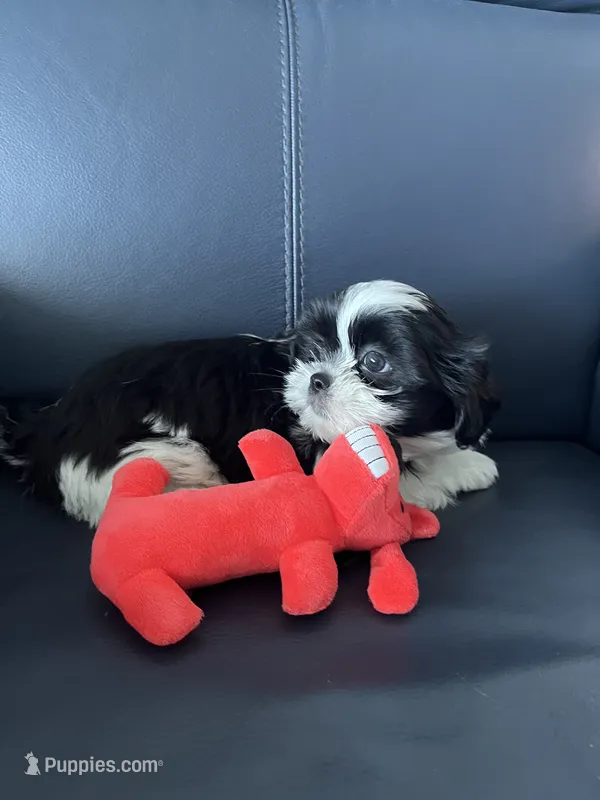 Tutu – Shih Tzu puppy for sale in Port Richey, FL