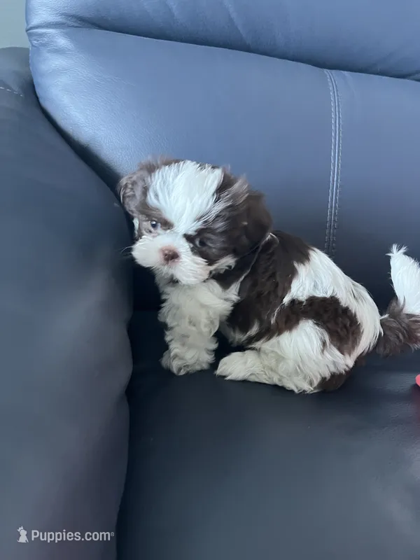 Missy – Shih Tzu puppy for sale in Port Richey, FL