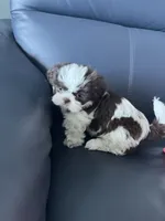 Missy, a female Shih Tzu for sale in Port Richey, FL – 1 of 8