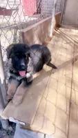 Bluey, a female German Shepherd Dog for sale in Buffalo, NY – 3 of 3