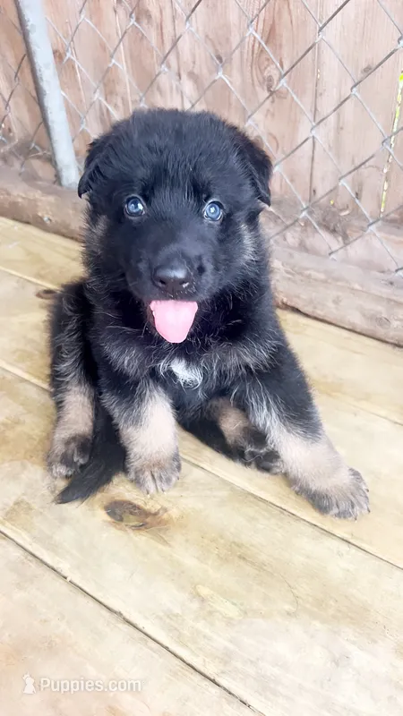 Binx  – German Shepherd Dog puppy for sale in Buffalo, NY