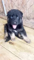 Binx , a male German Shepherd Dog for sale in Buffalo, NY – 1 of 3