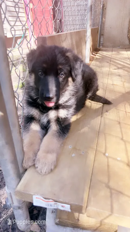 Bluey – German Shepherd Dog puppy for sale in Buffalo, NY