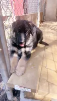 Bluey, a female German Shepherd Dog for sale in Buffalo, NY – 1 of 3