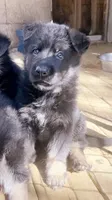 Binx , a male German Shepherd Dog for sale in Buffalo, NY – 3 of 3