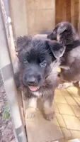 Binx , a male German Shepherd Dog for sale in Buffalo, NY – 2 of 3
