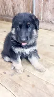 Bluey, a female German Shepherd Dog for sale in Buffalo, NY – 2 of 3