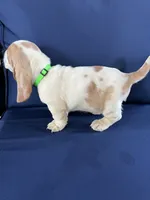Lime Green, a female Basset Hound for sale in Richton, MS – 3 of 10