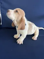 Turquoise collar, a female Basset Hound for sale in Richton, MS – 3 of 8