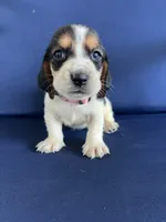 Light pink collar, a female Basset Hound for sale in Richton, MS – 3 of 9