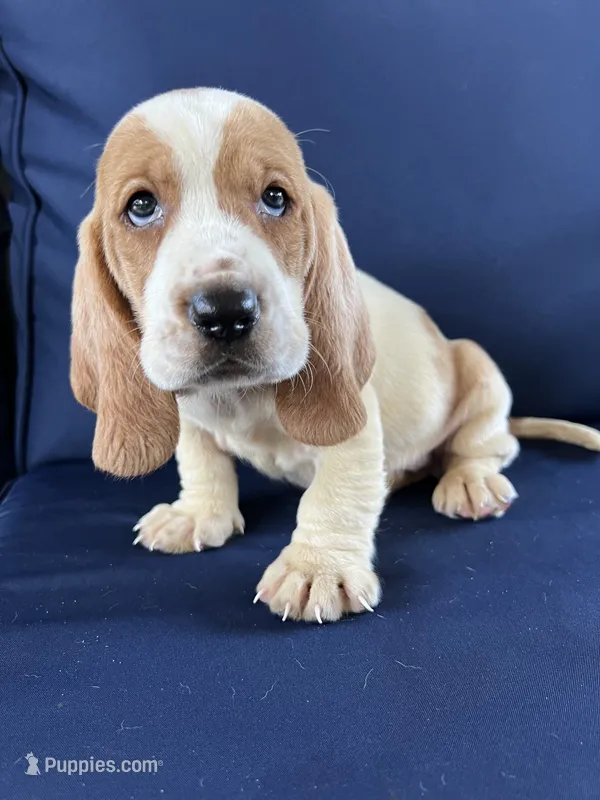Lime Green – Basset Hound puppy for sale in Richton, MS