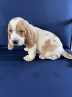 Lime Green, a female Basset Hound for sale in Richton, MS – 6 of 10