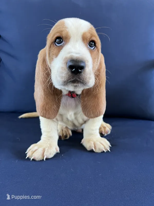 Red collar – Basset Hound puppy for sale in Richton, MS