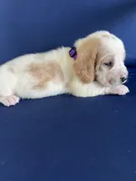 Dark purple collar, a female Basset Hound for sale in Richton, MS – 7 of 7