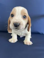 Green collar, a male Basset Hound for sale in Richton, MS – 5 of 8