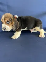 Orange collar, a male Basset Hound for sale in Richton, MS – 3 of 9