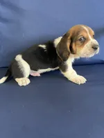 Orange collar, a male Basset Hound for sale in Richton, MS – 4 of 9