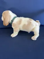 Green collar, a male Basset Hound for sale in Richton, MS – 4 of 8