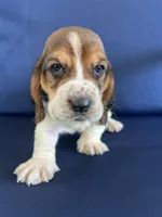Orange collar, a male Basset Hound for sale in Richton, MS – 1 of 9