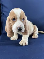 Lime Green, a female Basset Hound for sale in Richton, MS – 10 of 10
