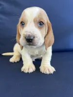 Red collar, a male Basset Hound for sale in Richton, MS – 5 of 7