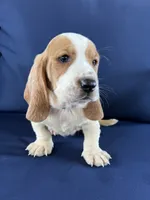 Lime Green, a female Basset Hound for sale in Richton, MS – 4 of 10