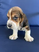 Orange collar, a male Basset Hound for sale in Richton, MS – 9 of 9