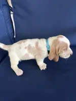 Turquoise collar, a female Basset Hound for sale in Richton, MS – 2 of 8