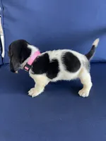 Light pink collar, a female Basset Hound for sale in Richton, MS – 4 of 9