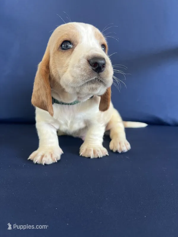 Green collar – Basset Hound puppy for sale in Richton, MS